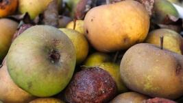 bioodpad apples-7464059 1280